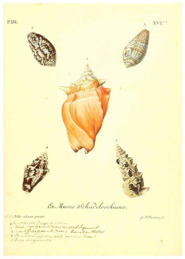 Reproducción/Reproduction 6096094993: Vergnügen der Augen und des Gemüths. v.2 atlas. [Nuremberg :1757