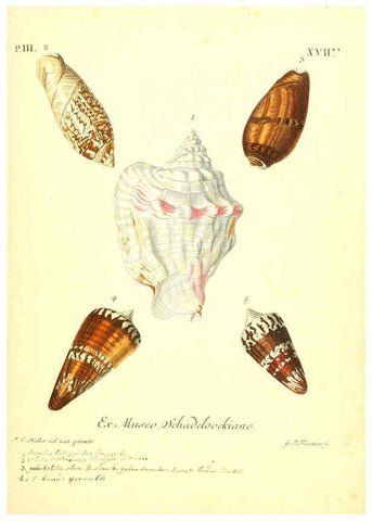 Reproducción/Reproduction 6096095211: Vergnügen der Augen und des Gemüths. v.2 atlas. [Nuremberg :1757