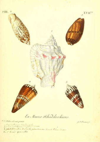 Reproducción/Reproduction 6096095211: Vergnügen der Augen und des Gemüths. v.2 atlas. [Nuremberg :1757