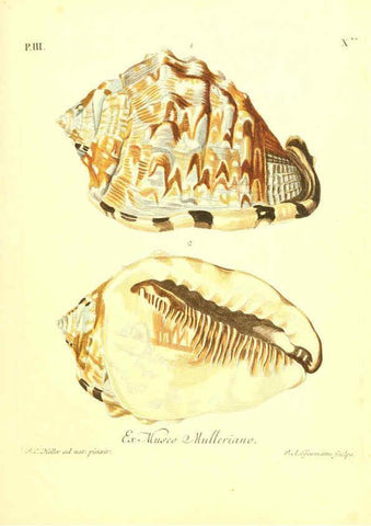 Reproducción/Reproduction 6096092991: Vergnügen der Augen und des Gemüths. v.2 atlas. [Nuremberg :1757