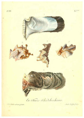 Reproducción/Reproduction 6096645236: Vergnügen der Augen und des Gemüths. v.2 atlas. [Nuremberg :1757
