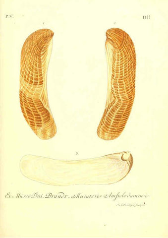 Reproducción/Reproduction 6096650798: Vergnügen der Augen und des Gemüths. v.2 atlas. [Nuremberg :1757