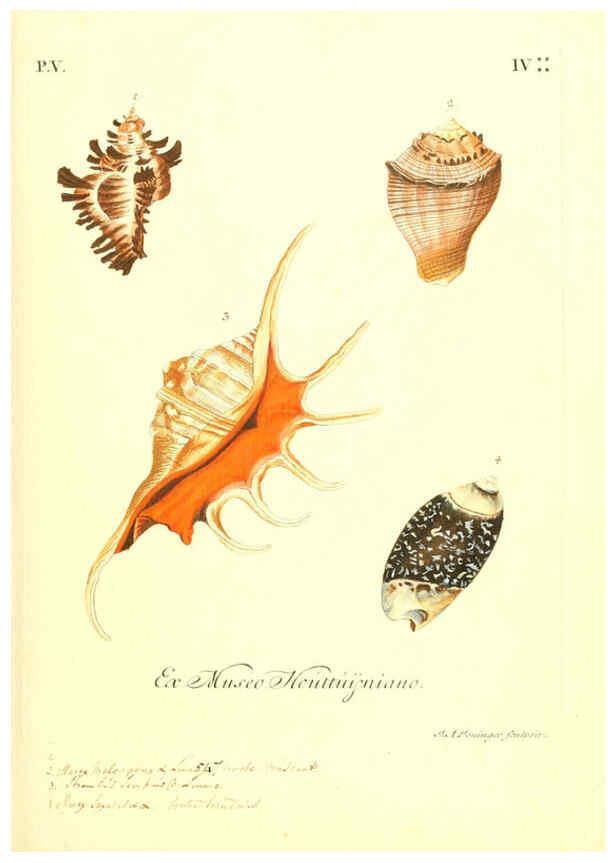 Reproducción/Reproduction 6096106829: Vergnügen der Augen und des Gemüths. v.2 atlas. [Nuremberg :1757