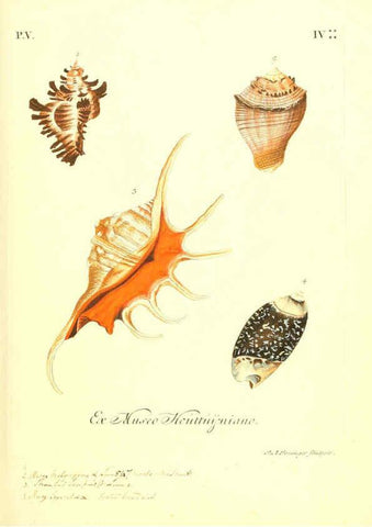 Reproducción/Reproduction 6096106829: Vergnügen der Augen und des Gemüths. v.2 atlas. [Nuremberg :1757