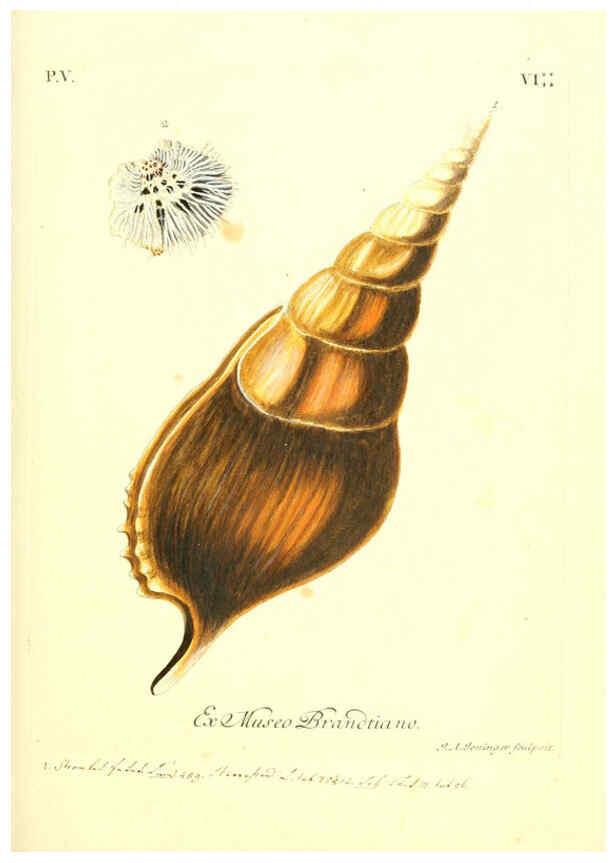 Reproducción/Reproduction 6096651998: Vergnügen der Augen und des Gemüths. v.2 atlas. [Nuremberg :1757