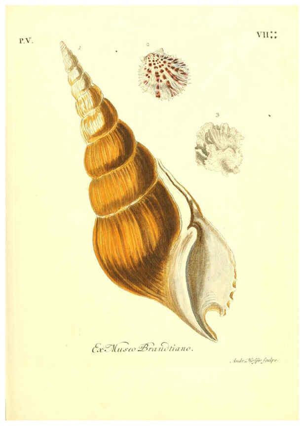 Reproducción/Reproduction 6096107671: Vergnügen der Augen und des Gemüths. v.2 atlas. [Nuremberg :1757