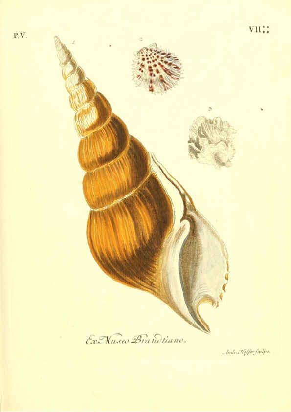 Reproducción/Reproduction 6096107671: Vergnügen der Augen und des Gemüths. v.2 atlas. [Nuremberg :1757