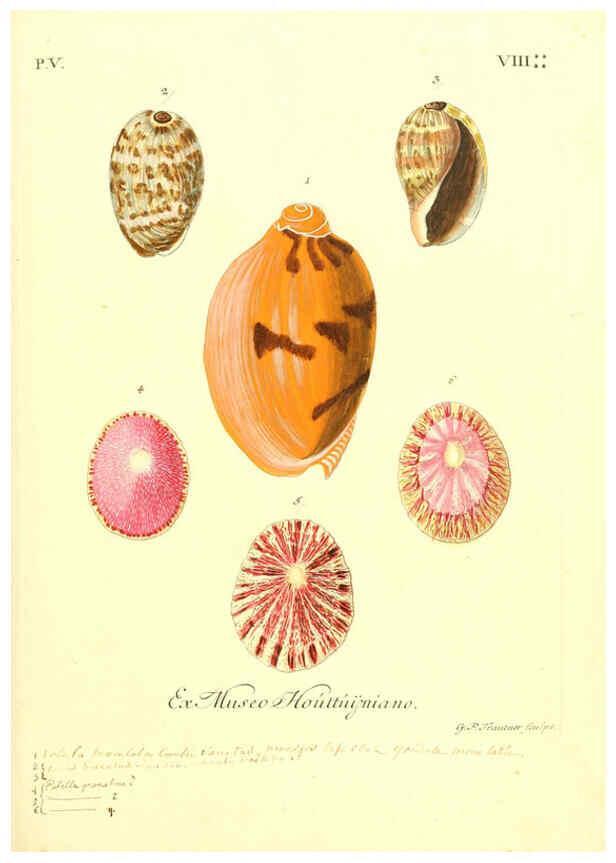 Reproducción/Reproduction 6096107877: Vergnügen der Augen und des Gemüths. v.2 atlas. [Nuremberg :1757