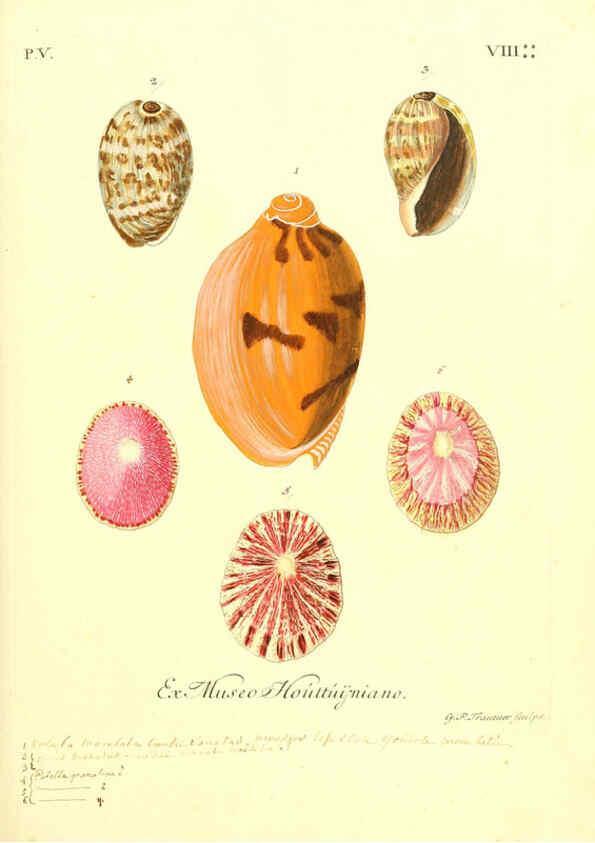 Reproducción/Reproduction 6096107877: Vergnügen der Augen und des Gemüths. v.2 atlas. [Nuremberg :1757