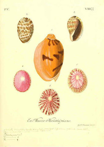 Reproducción/Reproduction 6096107877: Vergnügen der Augen und des Gemüths. v.2 atlas. [Nuremberg :1757