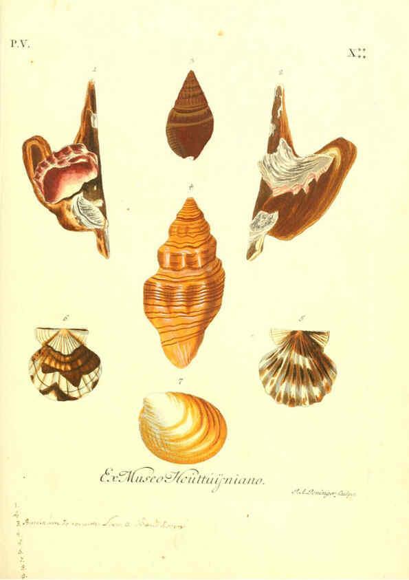 Reproducción/Reproduction 6096108271: Vergnügen der Augen und des Gemüths. v.2 atlas. [Nuremberg :1757