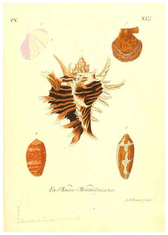 Reproducción/Reproduction 6096653174: Vergnügen der Augen und des Gemüths. v.2 atlas. [Nuremberg :1757