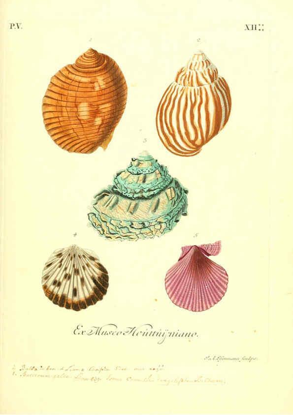 Reproducción/Reproduction 6096653404: Vergnügen der Augen und des Gemüths. v.2 atlas. [Nuremberg :1757