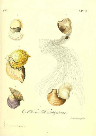 Reproducción/Reproduction 6096654146: Vergnügen der Augen und des Gemüths. v.2 atlas. [Nuremberg :1757
