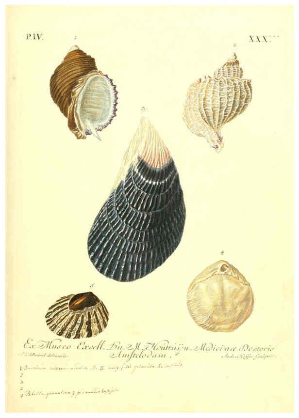 Reproducción/Reproduction 6096650218: Vergnügen der Augen und des Gemüths. v.2 atlas. [Nuremberg :1757