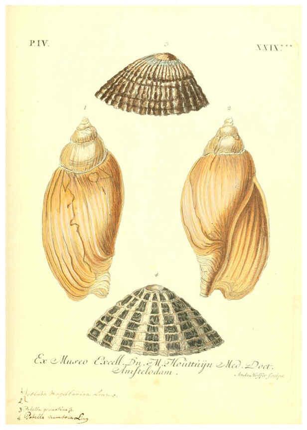 Reproducción/Reproduction 6096649964: Vergnügen der Augen und des Gemüths. v.2 atlas. [Nuremberg :1757