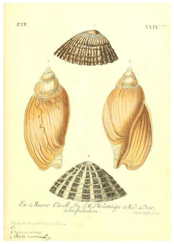 Reproducción/Reproduction 6096649964: Vergnügen der Augen und des Gemüths. v.2 atlas. [Nuremberg :1757