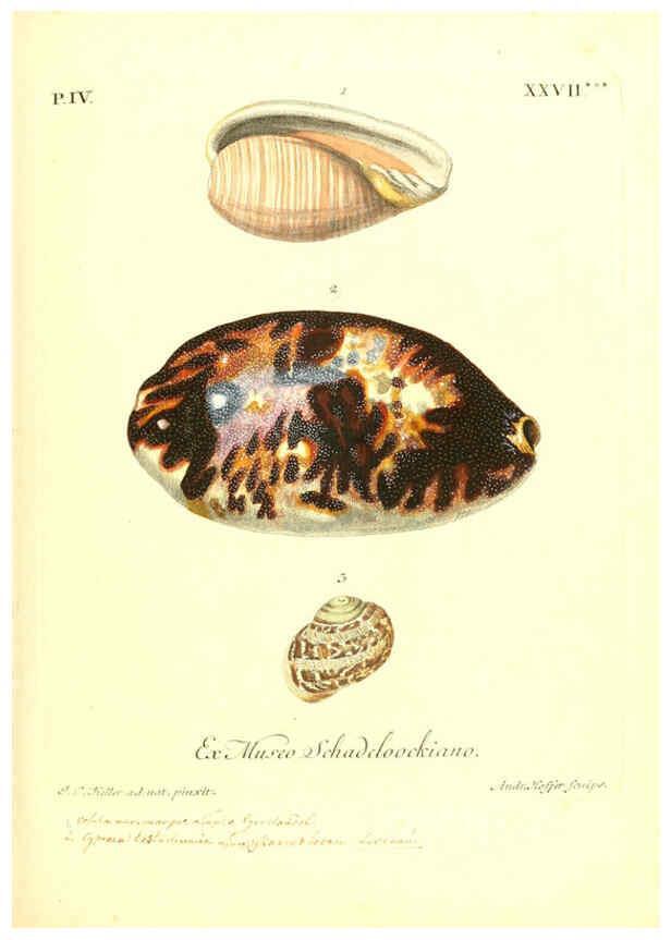 Reproducción/Reproduction 6096649366: Vergnügen der Augen und des Gemüths. v.2 atlas. [Nuremberg :1757
