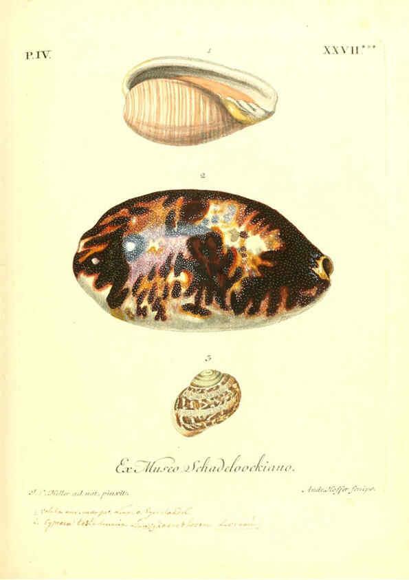Reproducción/Reproduction 6096649366: Vergnügen der Augen und des Gemüths. v.2 atlas. [Nuremberg :1757
