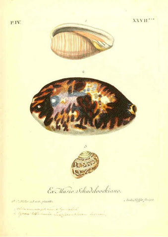Reproducción/Reproduction 6096649366: Vergnügen der Augen und des Gemüths. v.2 atlas. [Nuremberg :1757