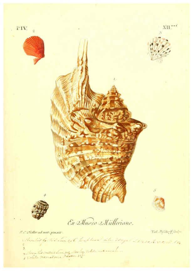 Reproducción/Reproduction 6096101191: Vergnügen der Augen und des Gemüths. v.2 atlas. [Nuremberg :1757