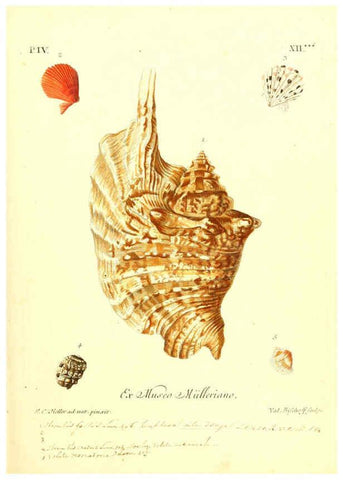 Reproducción/Reproduction 6096101191: Vergnügen der Augen und des Gemüths. v.2 atlas. [Nuremberg :1757