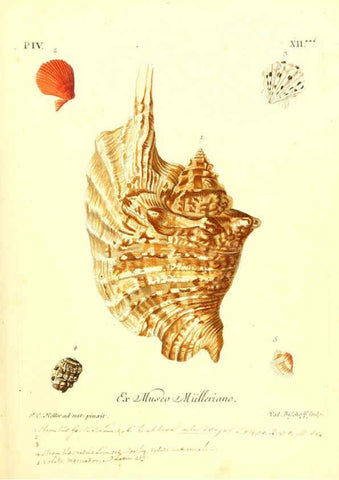 Reproducción/Reproduction 6096101191: Vergnügen der Augen und des Gemüths. v.2 atlas. [Nuremberg :1757