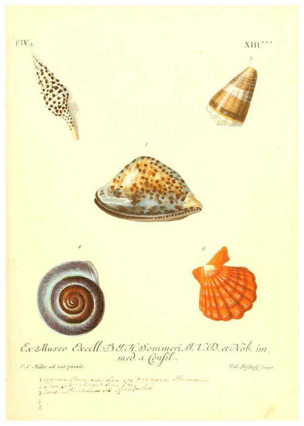 Reproducción/Reproduction 6096101489: Vergnügen der Augen und des Gemüths. v.2 atlas. [Nuremberg :1757