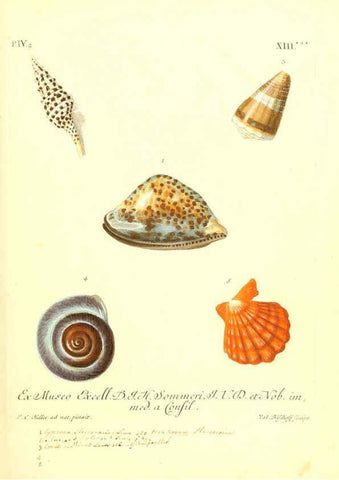 Reproducción/Reproduction 6096101489: Vergnügen der Augen und des Gemüths. v.2 atlas. [Nuremberg :1757