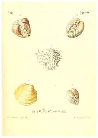 Reproducción/Reproduction 6096101821: Vergnügen der Augen und des Gemüths. v.2 atlas. [Nuremberg :1757