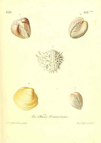 Reproducción/Reproduction 6096101821: Vergnügen der Augen und des Gemüths. v.2 atlas. [Nuremberg :1757