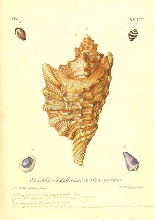 Reproducción/Reproduction 6096646688: Vergnügen der Augen und des Gemüths. v.2 atlas. [Nuremberg :1757