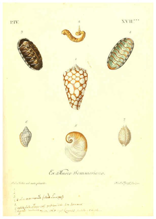 Reproducción/Reproduction 6096102511: Vergnügen der Augen und des Gemüths. v.2 atlas. [Nuremberg :1757