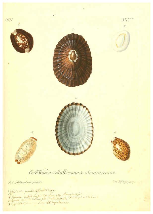 Reproducción/Reproduction 6096100545: Vergnügen der Augen und des Gemüths. v.2 atlas. [Nuremberg :1757