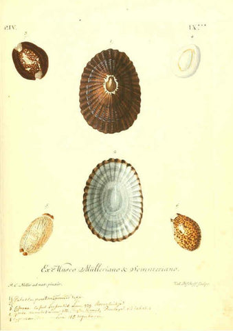 Reproducción/Reproduction 6096100545: Vergnügen der Augen und des Gemüths. v.2 atlas. [Nuremberg :1757