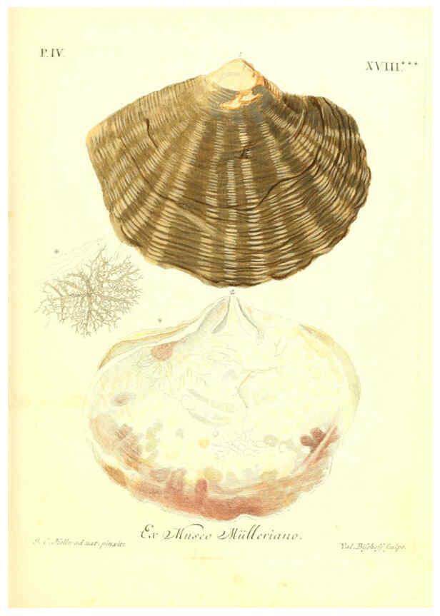 Reproducción/Reproduction 6096647144: Vergnügen der Augen und des Gemüths. v.2 atlas. [Nuremberg :1757