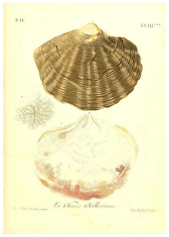 Reproducción/Reproduction 6096647144: Vergnügen der Augen und des Gemüths. v.2 atlas. [Nuremberg :1757