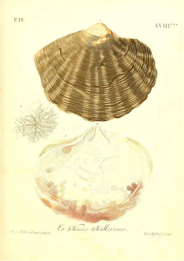 Reproducción/Reproduction 6096647144: Vergnügen der Augen und des Gemüths. v.2 atlas. [Nuremberg :1757