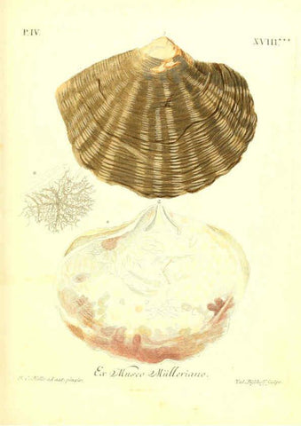 Reproducción/Reproduction 6096647144: Vergnügen der Augen und des Gemüths. v.2 atlas. [Nuremberg :1757