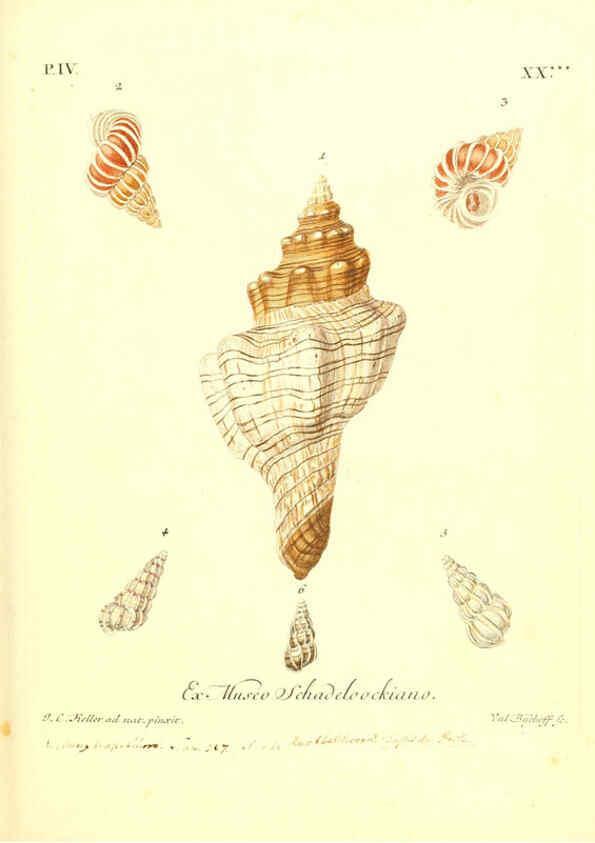 Reproducción/Reproduction 6096647602: Vergnügen der Augen und des Gemüths. v.2 atlas. [Nuremberg :1757