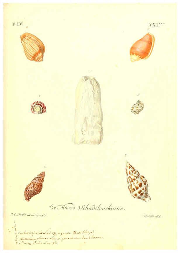 Reproducción/Reproduction 6096647800: Vergnügen der Augen und des Gemüths. v.2 atlas. [Nuremberg :1757