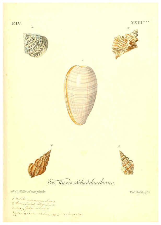 Reproducción/Reproduction 6096648308: Vergnügen der Augen und des Gemüths. v.2 atlas. [Nuremberg :1757