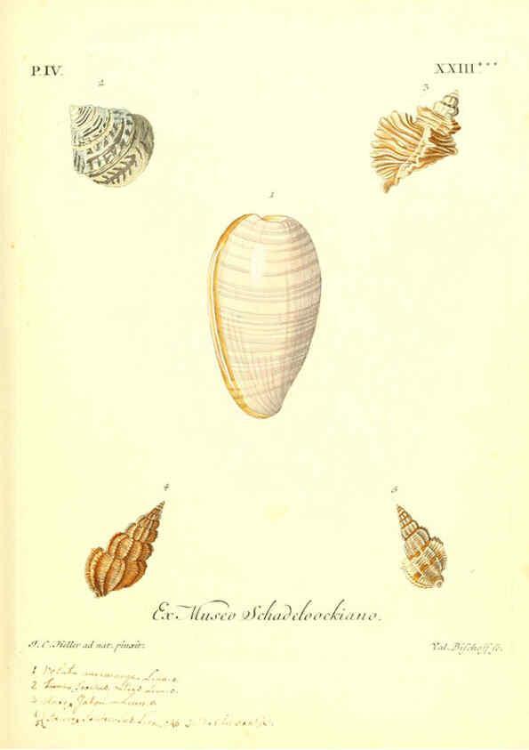 Reproducción/Reproduction 6096648308: Vergnügen der Augen und des Gemüths. v.2 atlas. [Nuremberg :1757