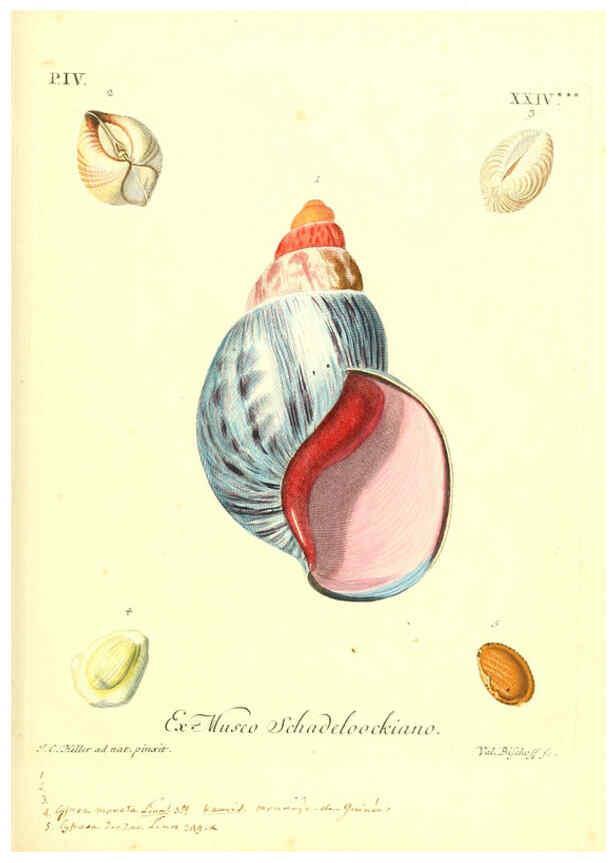 Reproducción/Reproduction 6096104201: Vergnügen der Augen und des Gemüths. v.2 atlas. [Nuremberg :1757
