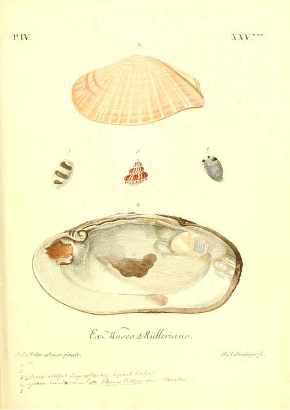 Reproducción/Reproduction 6096648940: Vergnügen der Augen und des Gemüths. v.2 atlas. [Nuremberg :1757