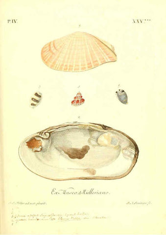 Reproducción/Reproduction 6096648940: Vergnügen der Augen und des Gemüths. v.2 atlas. [Nuremberg :1757