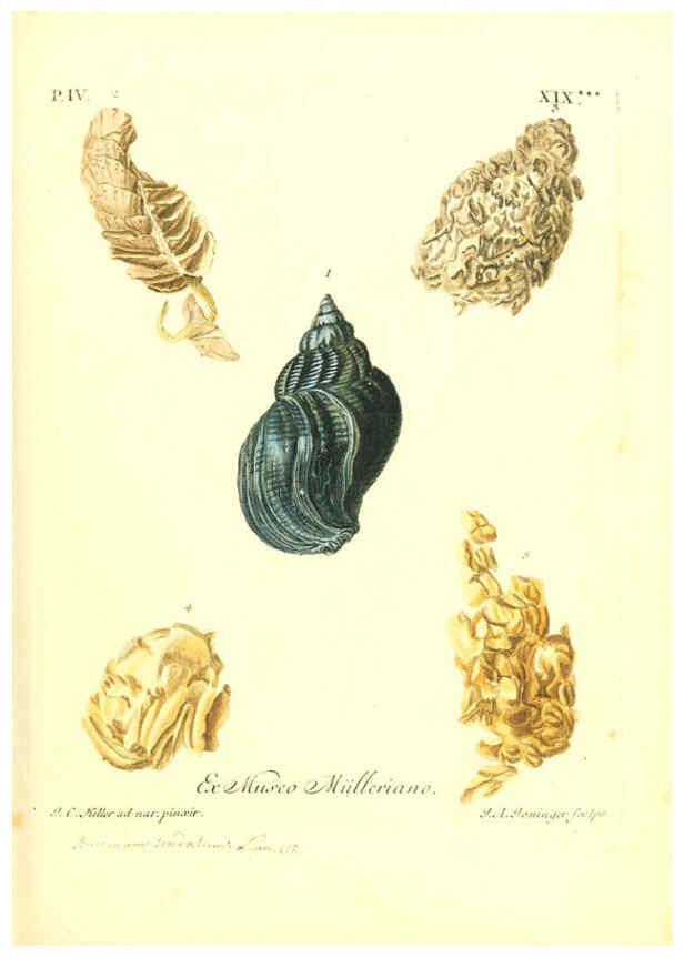 Reproducción/Reproduction 6096102939: Vergnügen der Augen und des Gemüths. v.2 atlas. [Nuremberg :1757