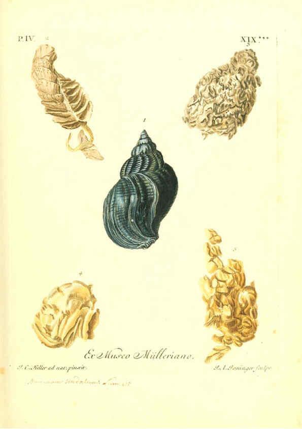 Reproducción/Reproduction 6096102939: Vergnügen der Augen und des Gemüths. v.2 atlas. [Nuremberg :1757