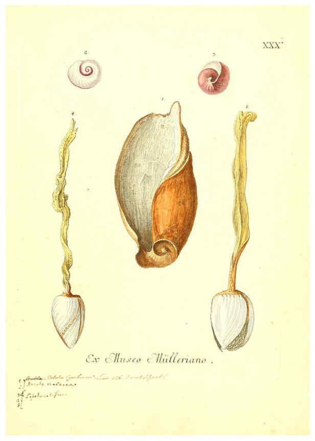 Reproducción/Reproduction 6096090471: Vergnügen der Augen und des Gemüths. v.2 atlas. [Nuremberg :1757