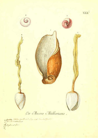 Reproducción/Reproduction 6096090471: Vergnügen der Augen und des Gemüths. v.2 atlas. [Nuremberg :1757